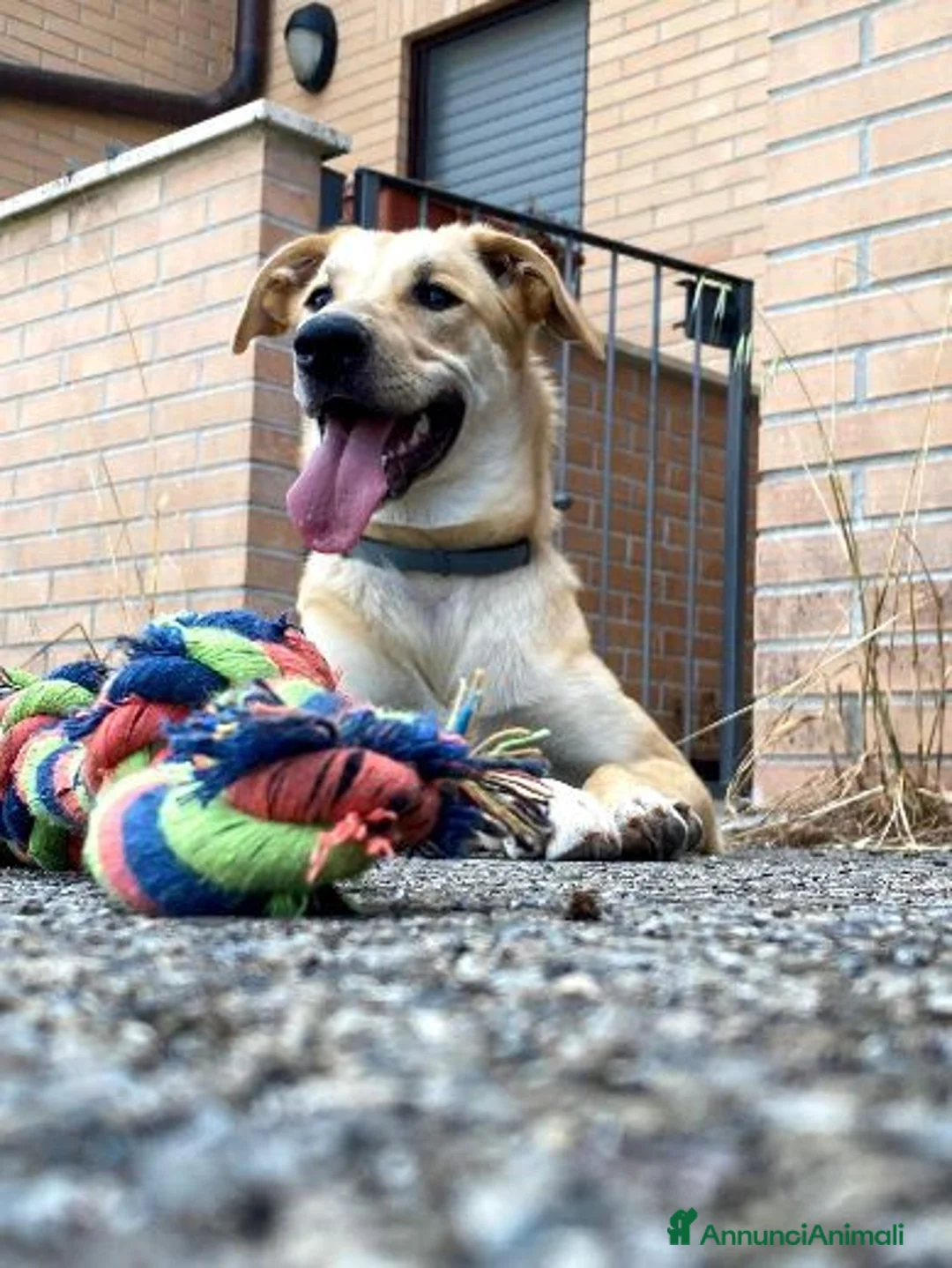 Meticcio cani in regalo: RAILY giocosa ed affettuosa - Annuncio 9