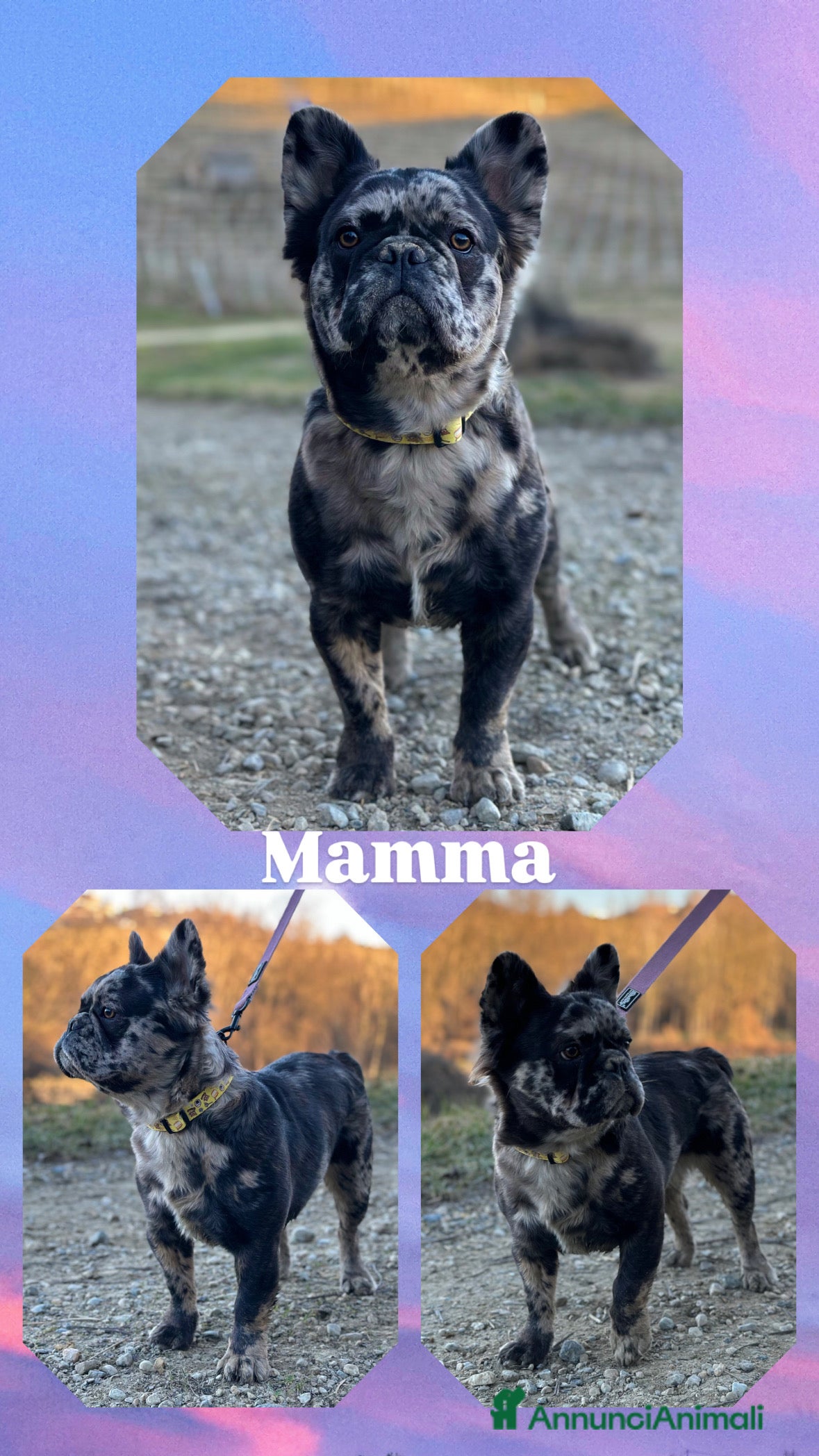 Bulldog Francese cani Cuccioli Fluffy di Bulldog Francese - Annuncio 17