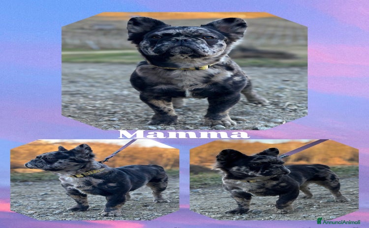 Bulldog Francese cani - Annuncio 1