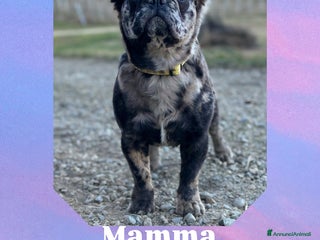 Bulldog Francese cani Cuccioli Fluffy di Bulldog Francese - Annuncio 25