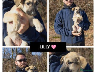 Altre razze cani LILLY - Annuncio 42