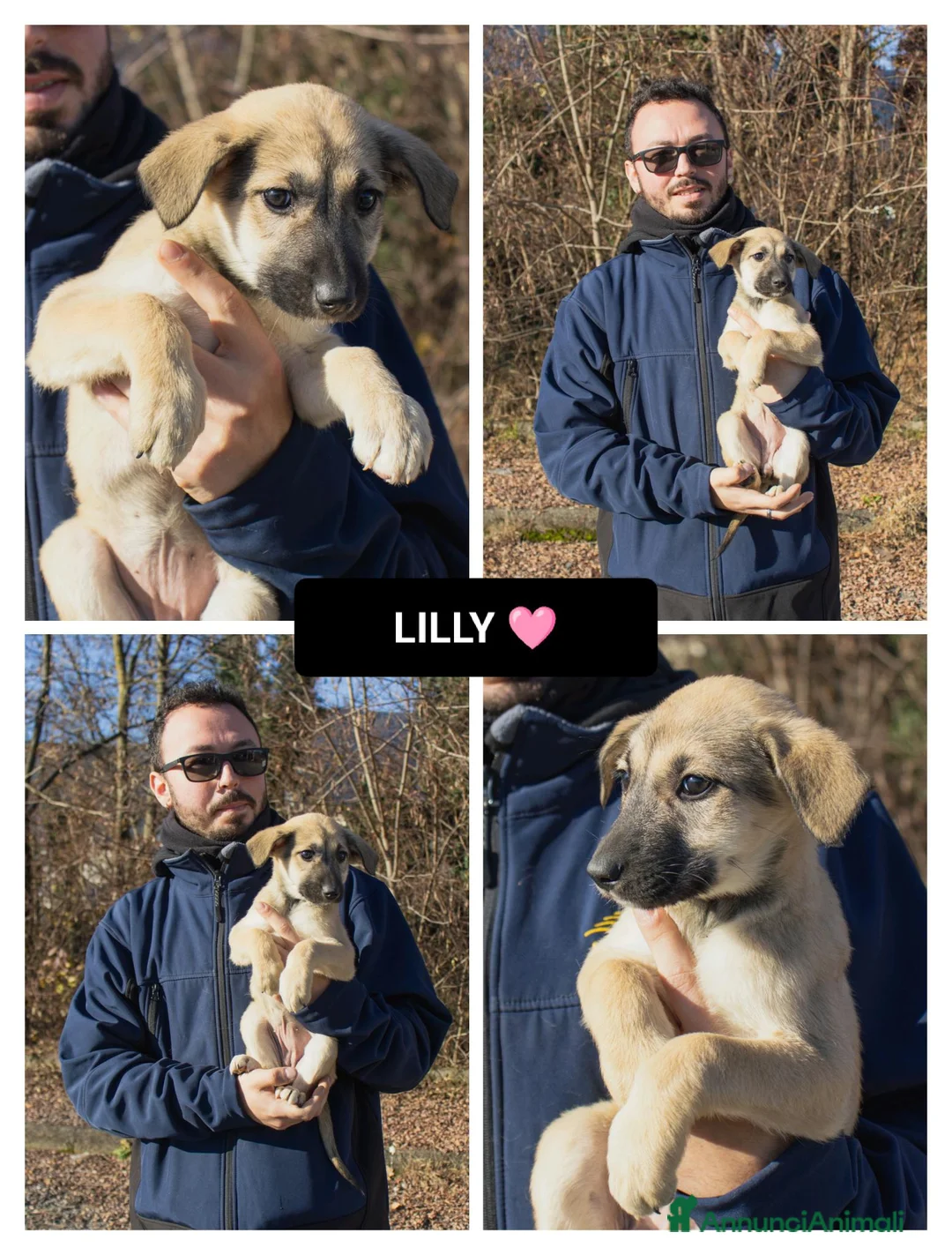 Altre razze cani in regalo:  LILLY - Annuncio 1