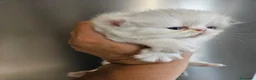 Persiano gatti in vendita: Gatto persiano  - Annuncio 7