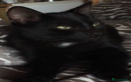 Europeo gatti in regalo: Gattini  - Annuncio 3