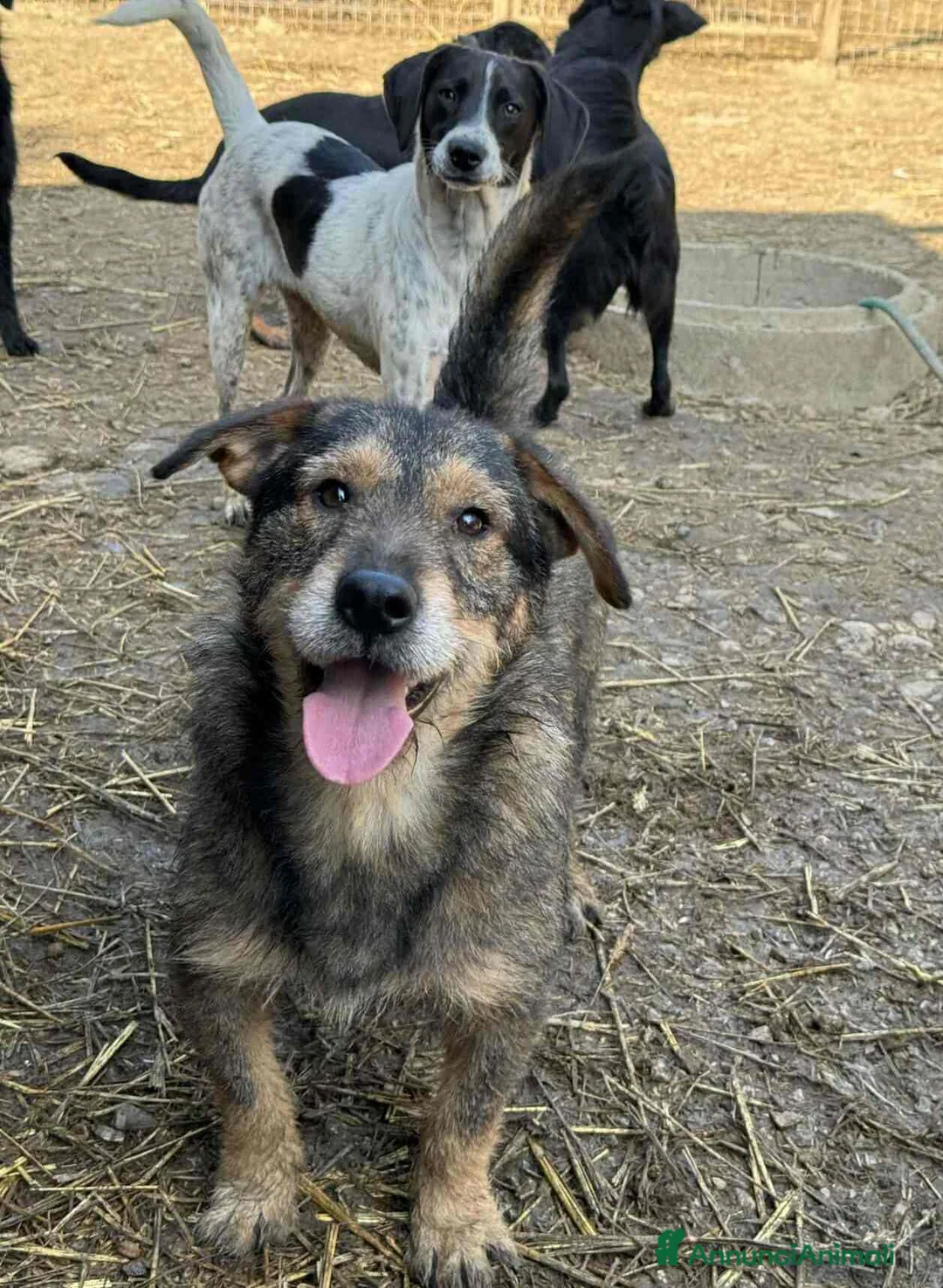 Meticcio cani in regalo: BACON, terrier SUPER SIMPATICO E COCCOLONE! - Annuncio 3