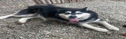 Husky cani in regalo: Alaska - Annuncio 1