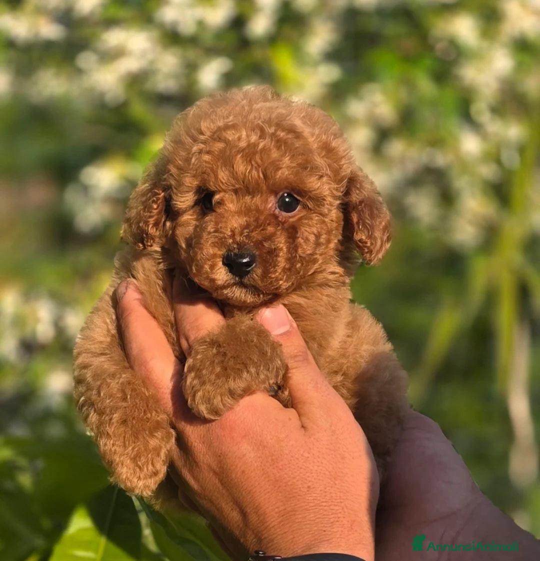 Barboncino Toy cani in vendita: Barboncino Toy  - Annuncio 1