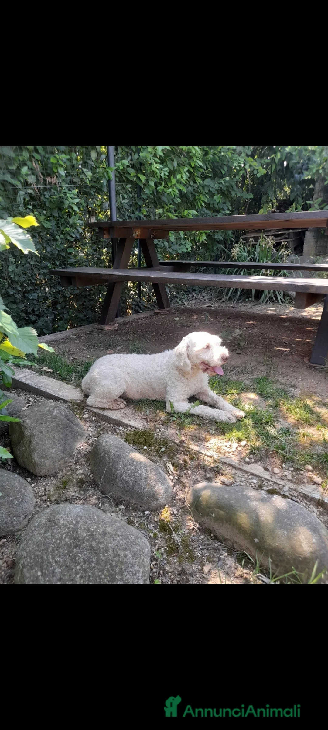 Lagotto cani in vendita: Lagotto romagnolo femmina  a Provincia di Brescia - Annuncio 5