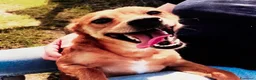 Meticcio cani in regalo: Valentina,piccolina in cerca di una casa tutta sua - Annuncio 2