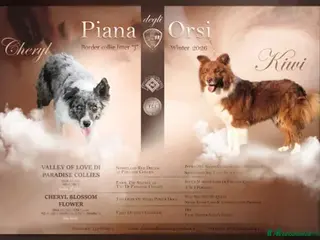 Border Collie cani Border collie femmina Blue merle - Annuncio 14