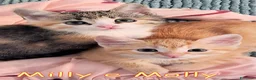 Europeo gatti in regalo: MILLY E MOLLY a Città metropolitana di Milano - Annuncio 2