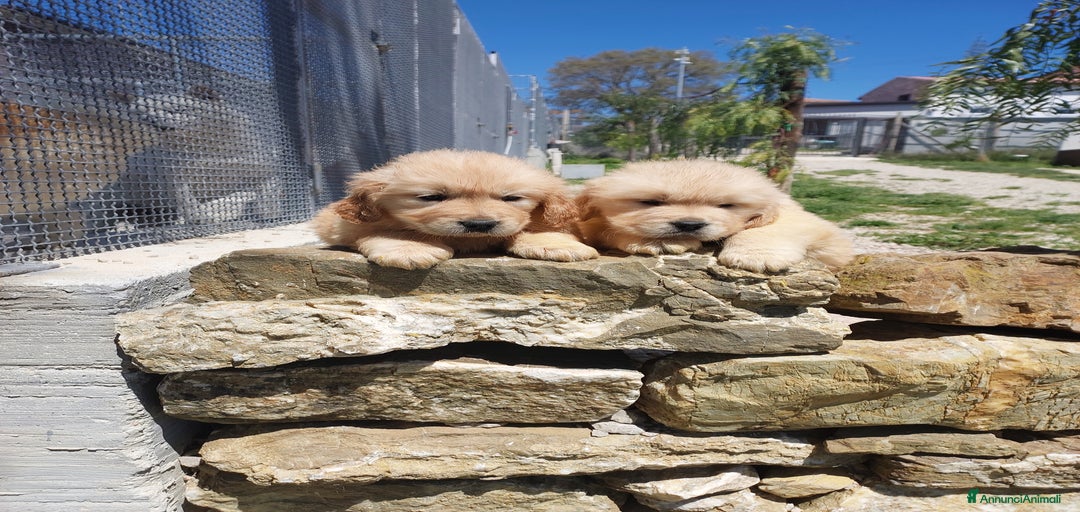 Immagine della galleria {{count}}