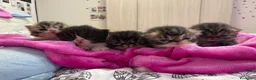 Persiano gatti in vendita: gattini persiani - Annuncio 4