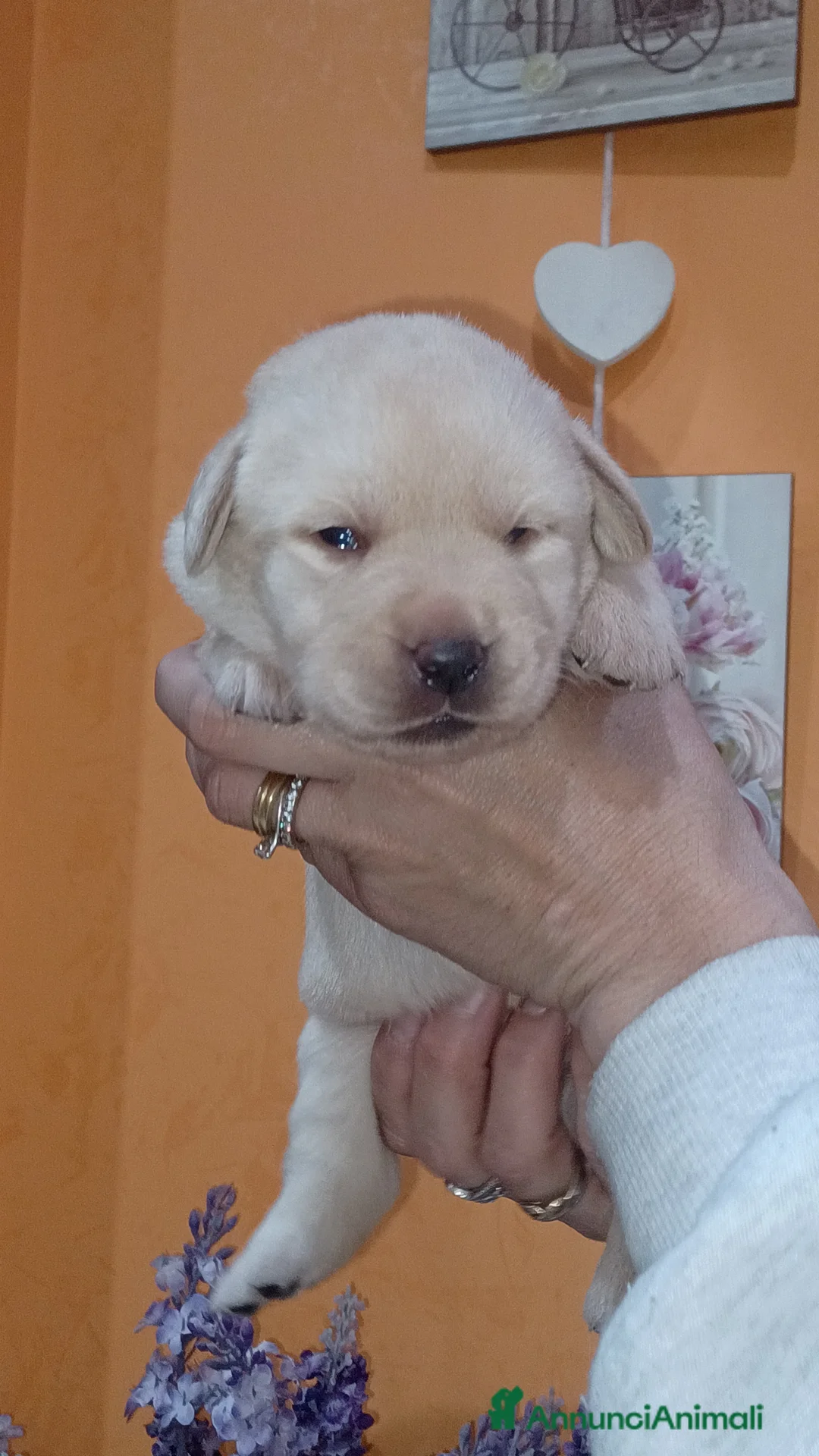 Labrador cani in vendita: Labrador miele con pedigree  a Provincia di Frosinone - Annuncio 3