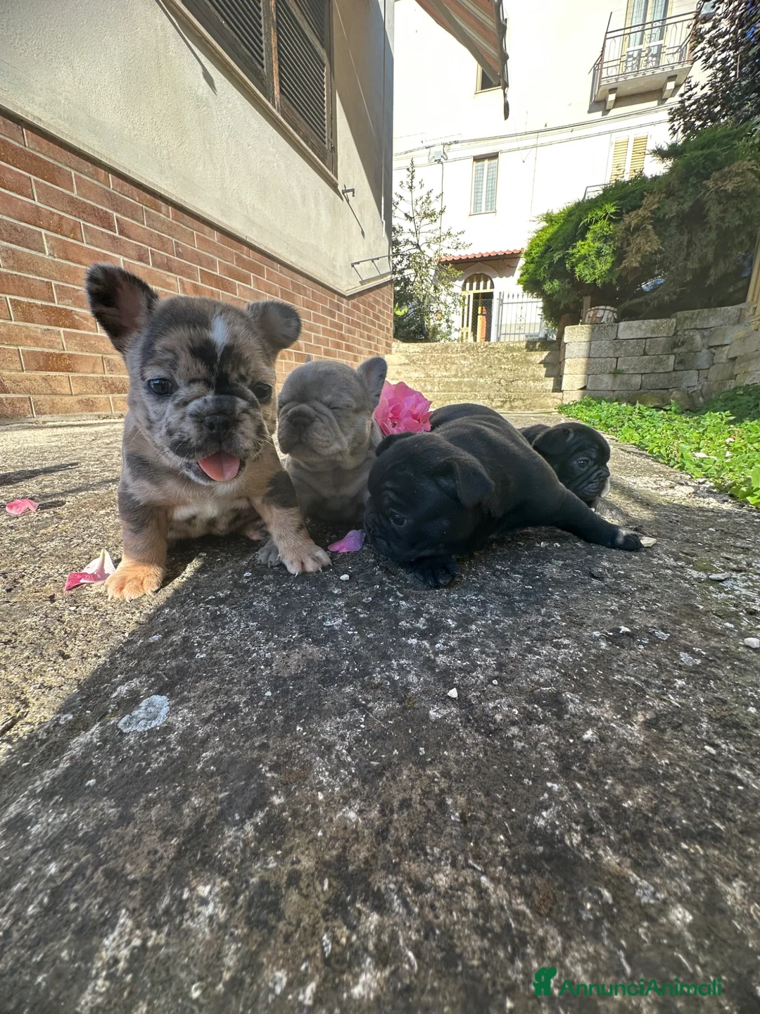 Bulldog Francese cani in vendita: bulldog francese  - Annuncio 19