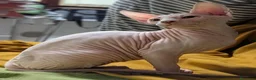 Sphynx gatti in vendita: 3 Gattini  Canadian Sphynx con PEDIGREE - Annuncio 7