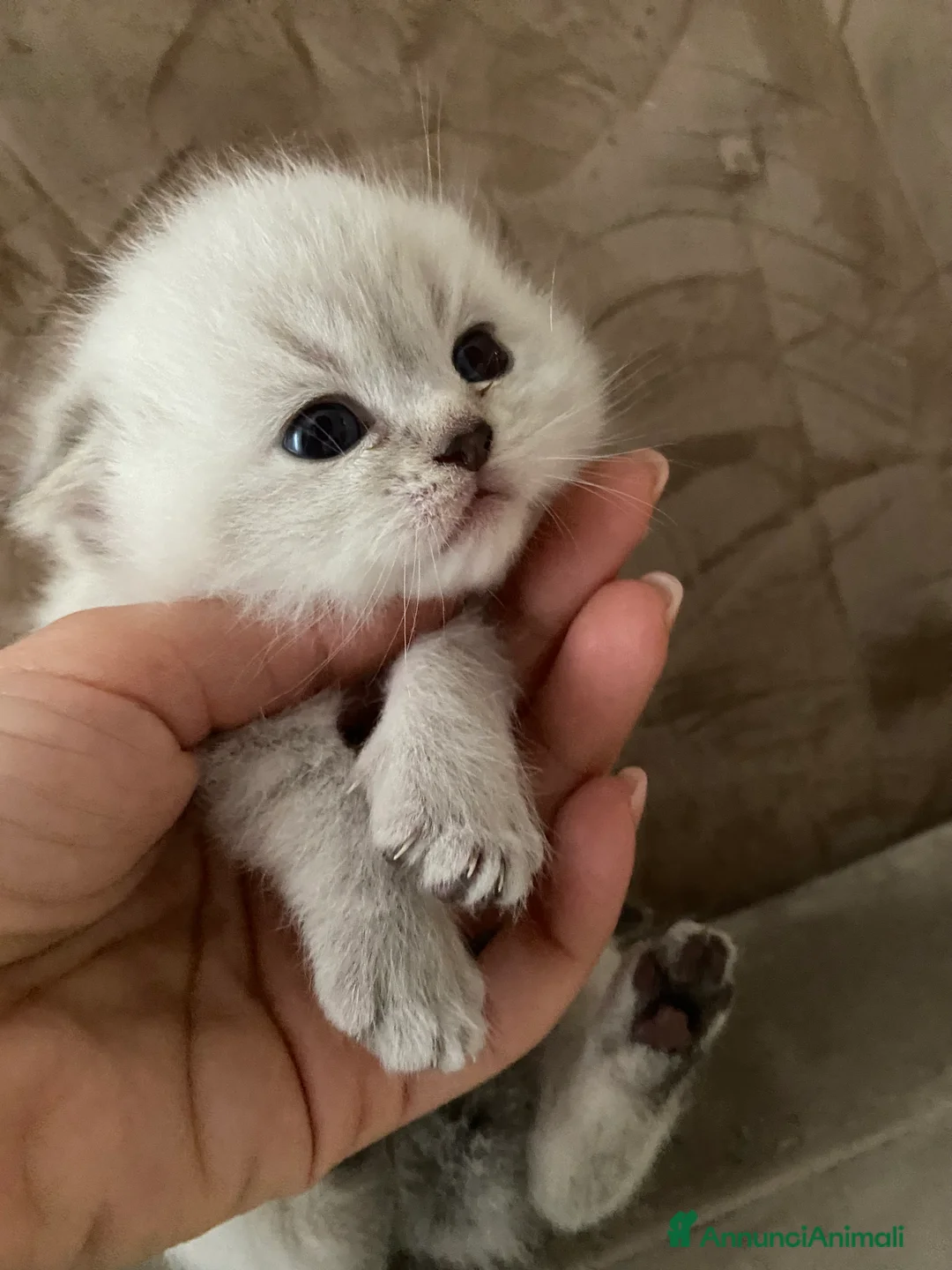 Scottish gatti in vendita: Scottish Fold e straight - Annuncio 5