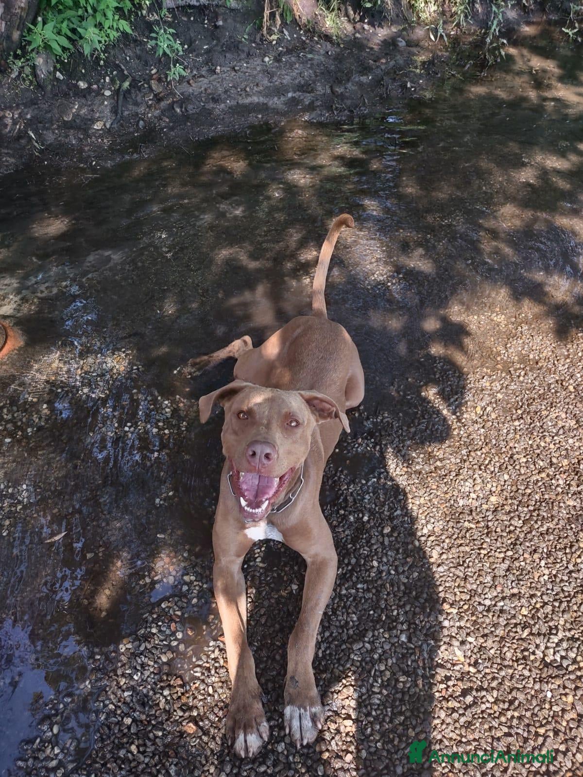 Pitbull cani Zoro, splendido Pitbull Red Nose - Annuncio 15