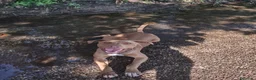 Pitbull cani in regalo: Zoro, splendido Pitbull Red Nose - Annuncio 9