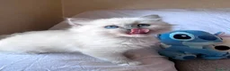 Ragdoll gatti in vendita: Cuccioli Ragdoll disponibili a Città metropolitana di Messina - Annuncio 18
