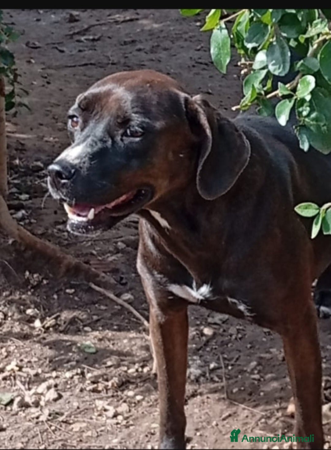 Meticcio cani Ciccia mix Labrador marrone 4/5anni ROMA - Annuncio 33