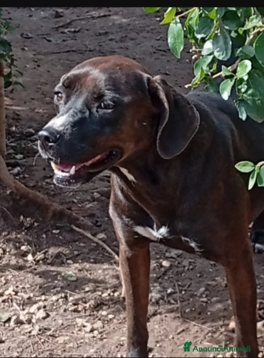 Meticcio cani in regalo: Ciccia mix Labrador marrone 4/5anni ROMA - Annuncio 1