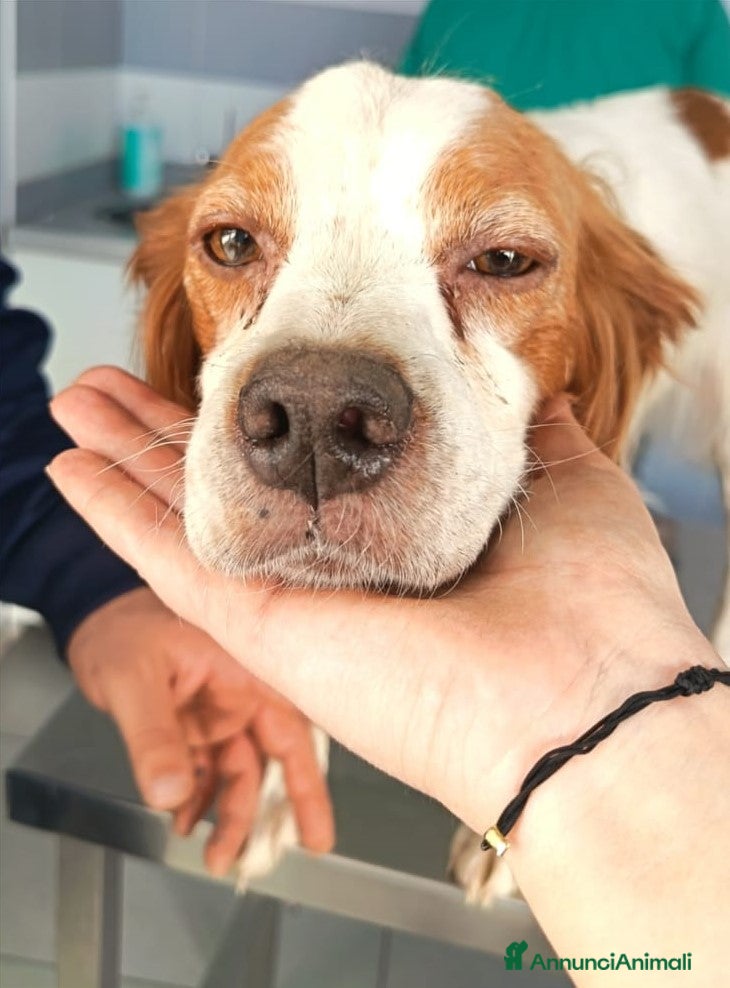 Breton cani Brigitte, Breton in canile - Annuncio 1