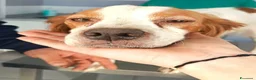 Breton cani in regalo: Brigitte, Breton in canile - Annuncio 1
