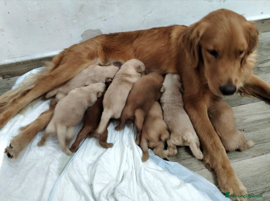 Golden Retriever cani Golden retriever americano  - Annuncio 8