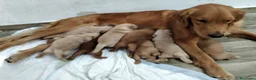 Golden Retriever cani in vendita: Golden retriever americano  a Provincia del Sulcis Iglesiente - Annuncio 1