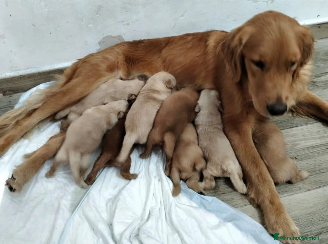 Golden Retriever cani in vendita: Golden retriever americano  a Provincia del Sulcis Iglesiente - Annuncio 1