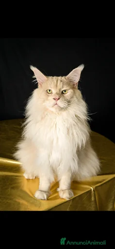 Immagine della galleria {{count}}