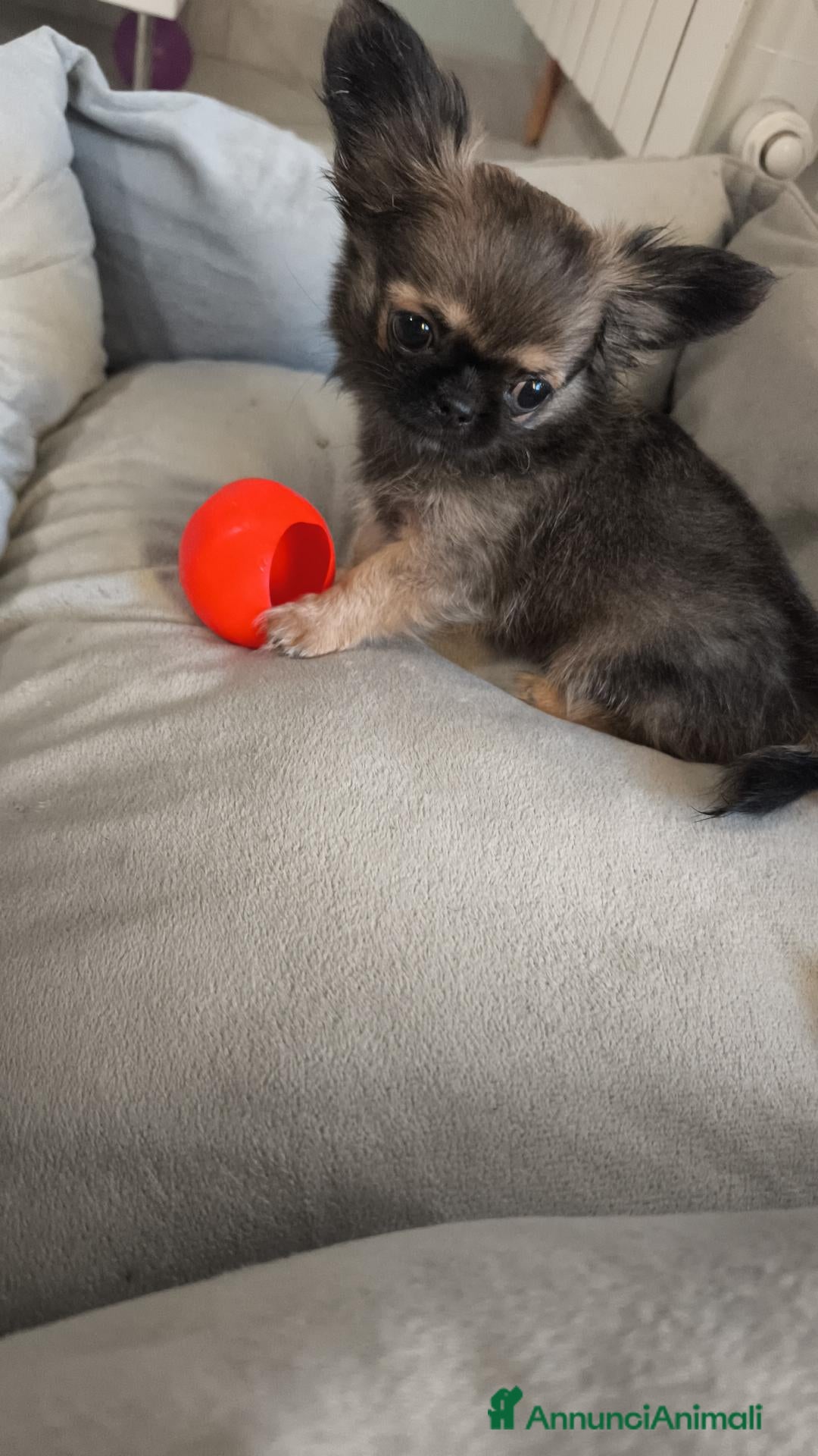 Chihuahua cani in vendita: Chiuaua pelo lungo  - Annuncio 1