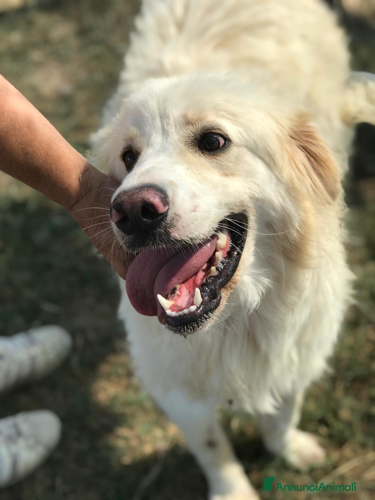 Meticcio cani RICKY splendida nuvola chiusa in gabbia a Provincia di Latina - Annuncio 2