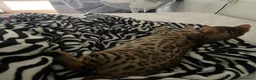 Bengala gatti in vendita: Gatto bengala a Provincia di Varese - Annuncio 5