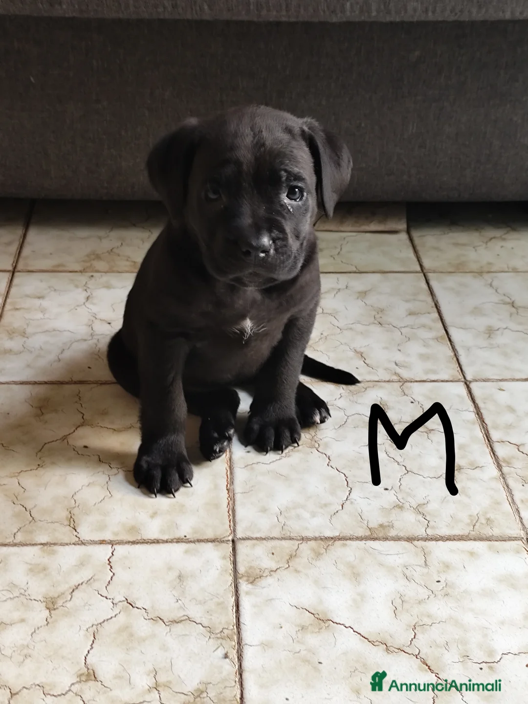 Cane Corso cani in vendita: Cuccioli di cane corso  - Annuncio 2