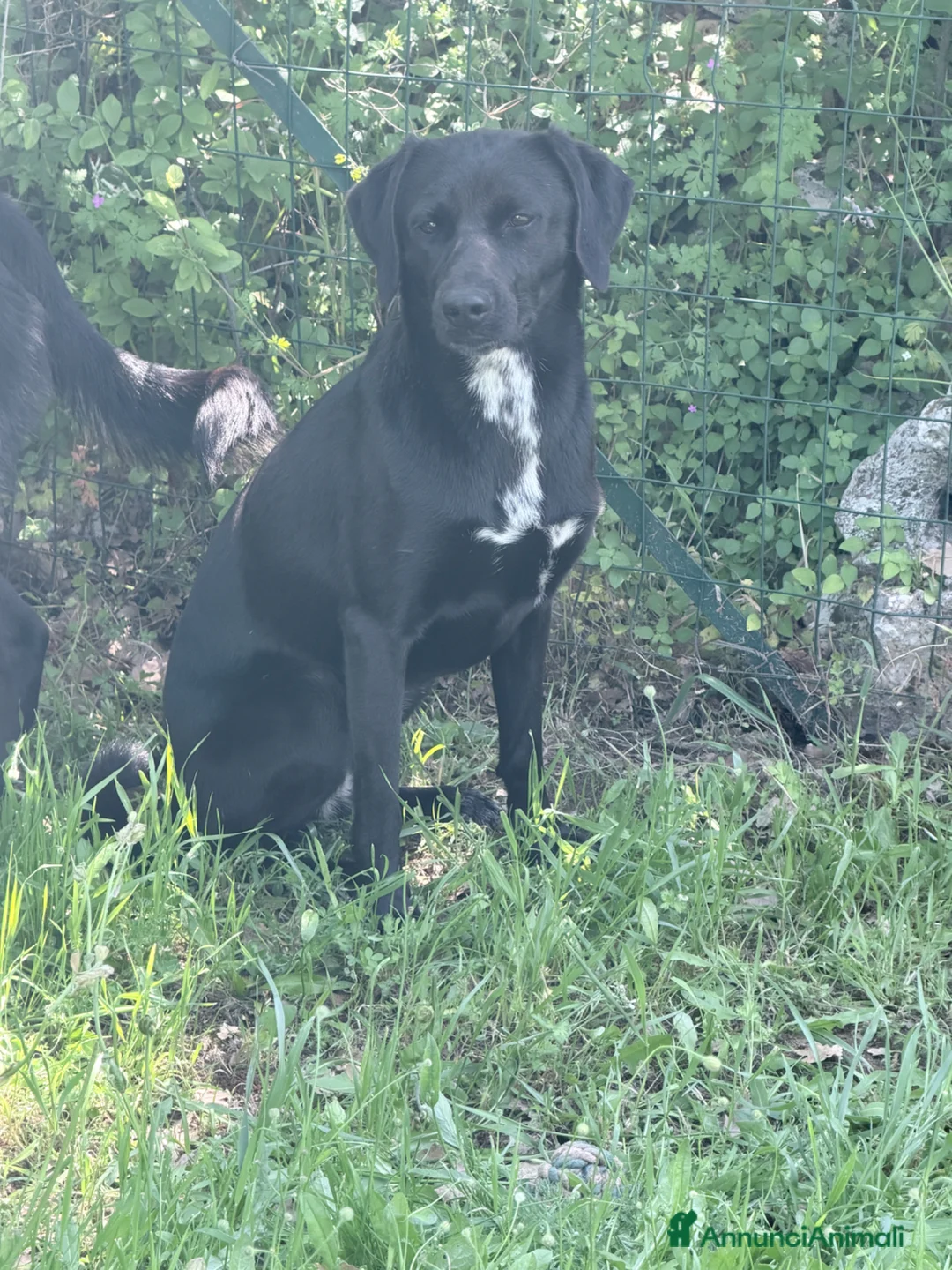 Meticcio cani in regalo: Jamie - Annuncio 2