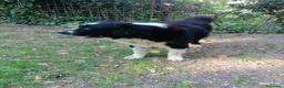 Terranova cani in regalo: Boris, Terranova in Canile  - Annuncio 17