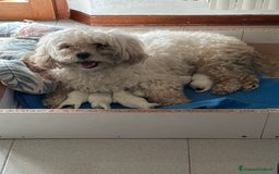 Maltese cani in vendita: Rimasti due cuccioli di maltese  a Provincia di Pesaro e Urbino - Immagine 9