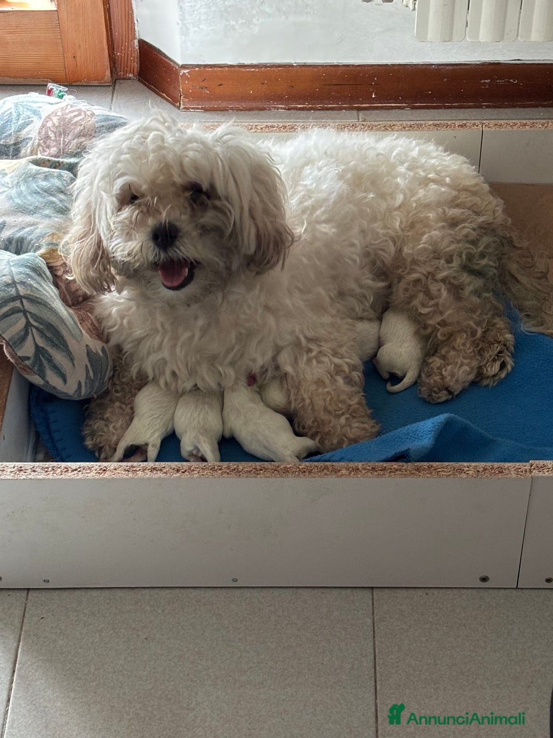 Maltese cani in vendita: Rimasti due cuccioli di maltese  a Provincia di Pesaro e Urbino - Immagine 9