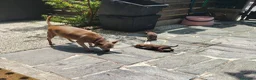 Pinscher Miniatura cani in vendita: Cuccioli Pinscher nano  - Annuncio 6