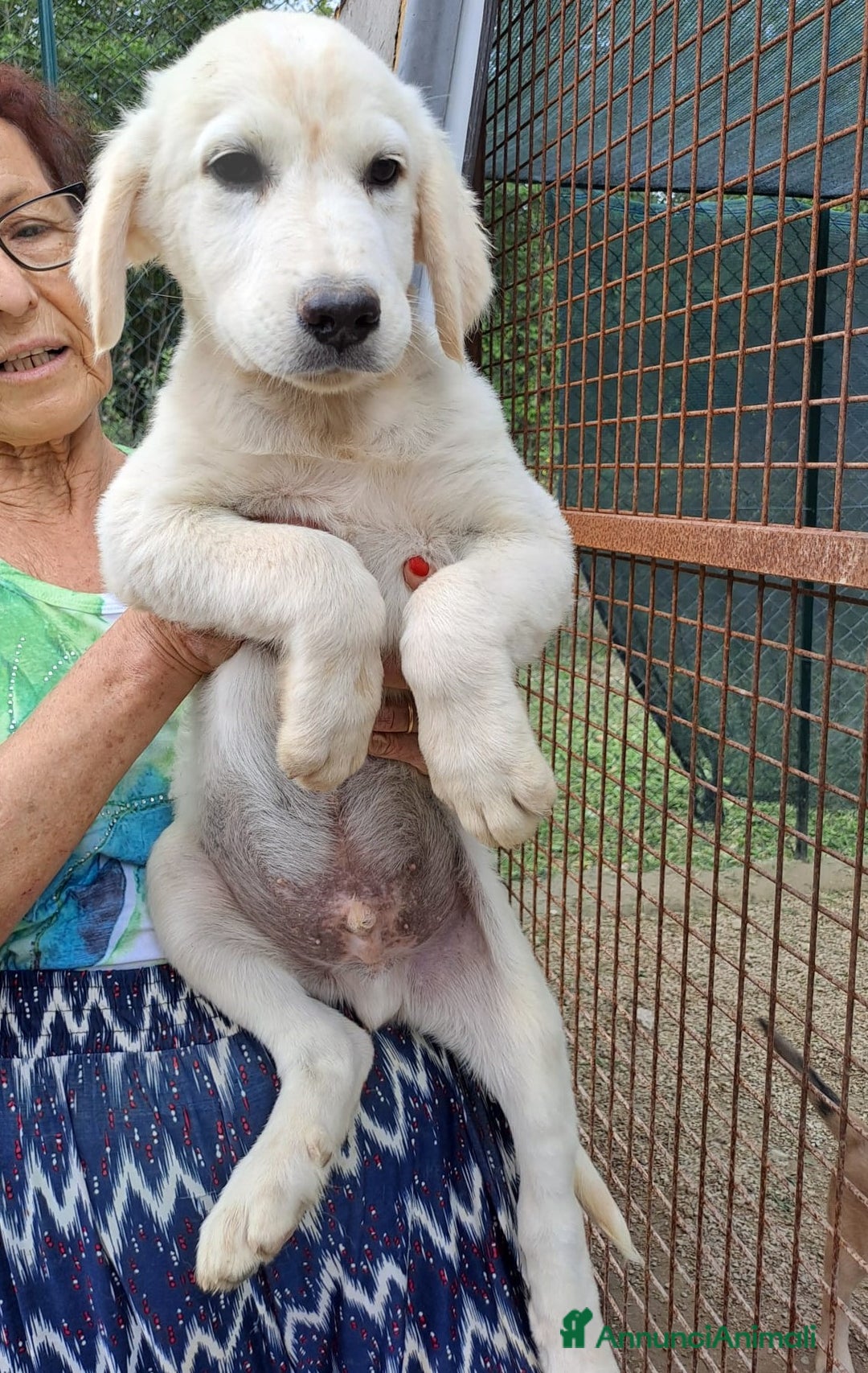 Pastore Maremmano cani in regalo: IL TENERO JACK a Provincia di Brescia - Annuncio 2