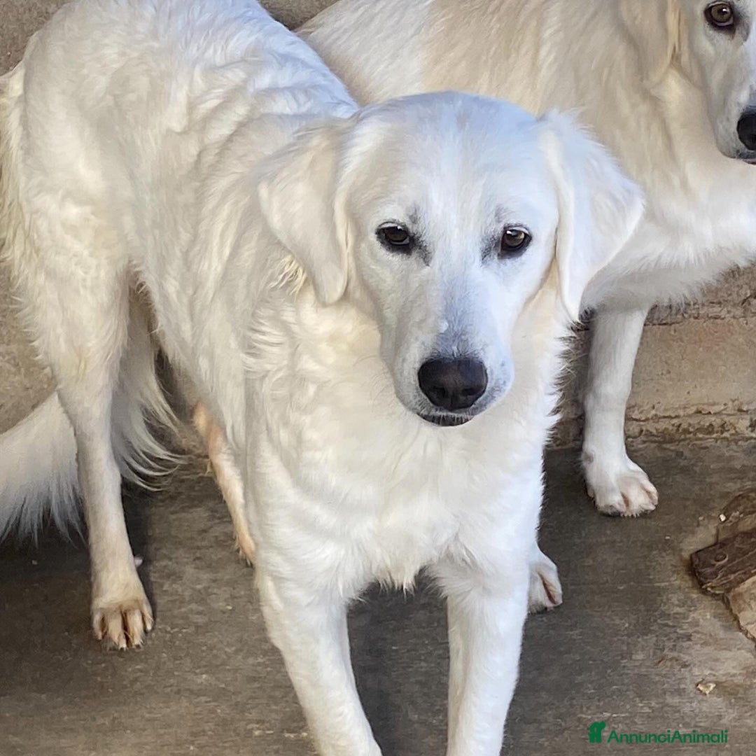 Meticcio cani in regalo: SUAMY cagnolina 10 mesi in adozione - Annuncio 5