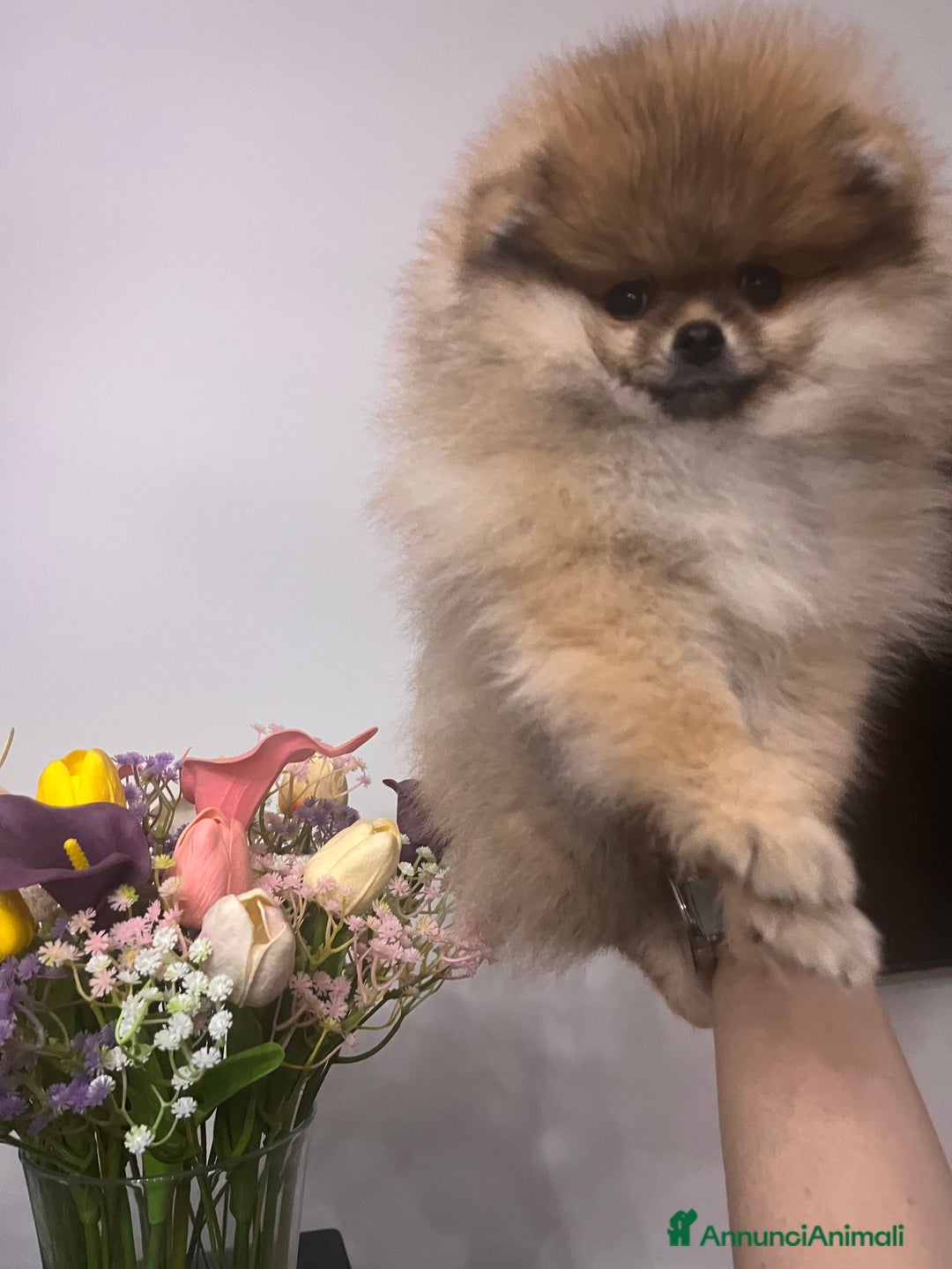 Spitz cani in vendita: Spitz tedesco nano - Annuncio 2