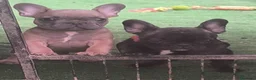 Bulldog Francese cani in vendita: Cuccioli di Bulldog francese - Annuncio 13