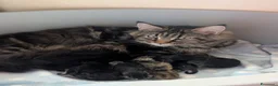 Maine Coon gatti in vendita: Cuccioli di Maine Coon alta qualità  - Annuncio 20