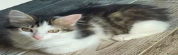 Europeo gatti in regalo: GATTINA PELO LUNGO - Annuncio 1