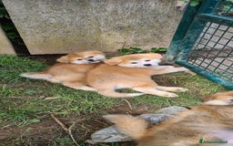 Akita Inu cani in vendita: CUCCIOLI AKITA INU LOMBARDIA  a Province of Como - Immagine 12