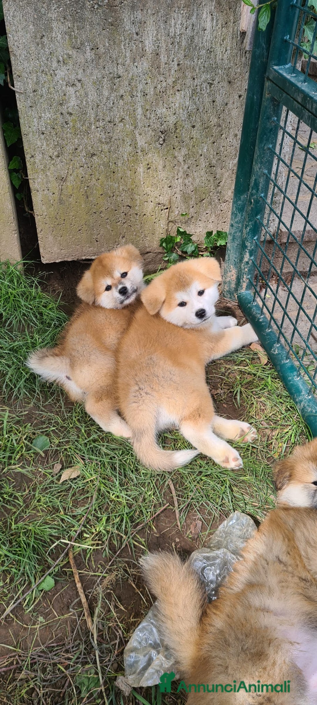 Akita Inu cani in vendita: CUCCIOLI AKITA INU LOMBARDIA  a Province of Como - Immagine 12