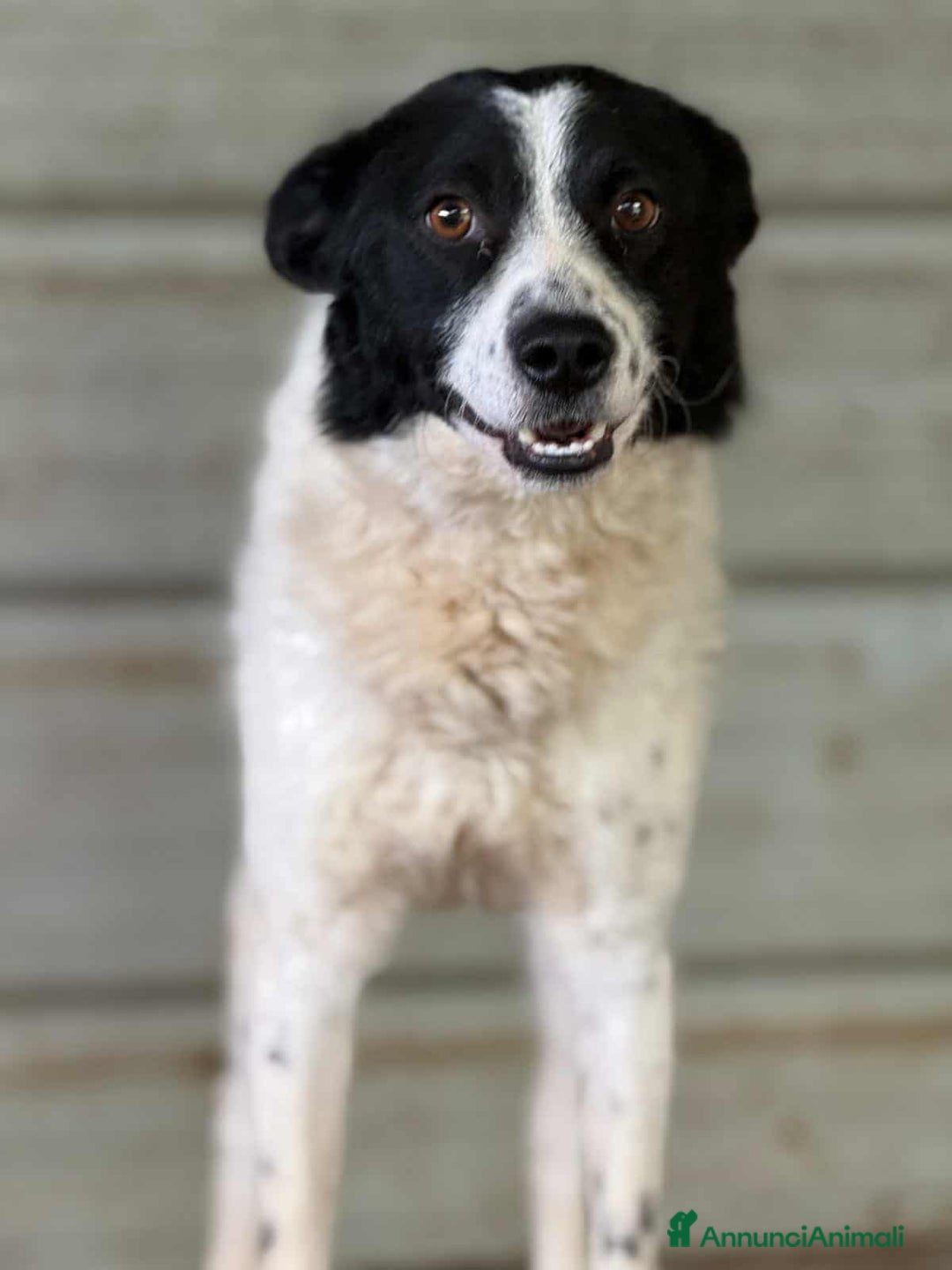 Meticcio cani in regalo: WIND, timido nanetto cerca famiglia! - Annuncio 2